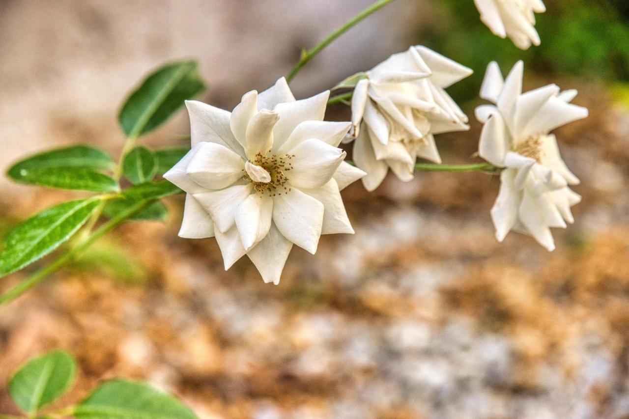 فندق Giardino Dei Lenti باري المظهر الخارجي الصورة